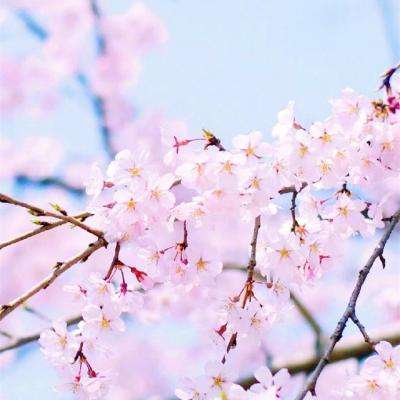 电玩舞会森林app下载